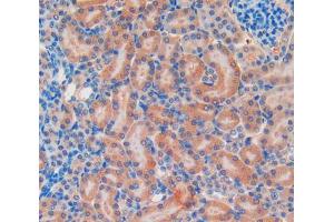 IHC-P analysis of Mouse Kidney Tissue, with DAB staining. (TLR4 Antikörper  (AA 26-269))