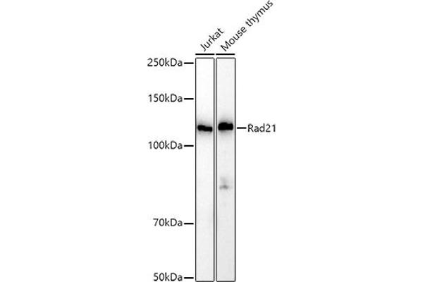 RAD21 Antikörper