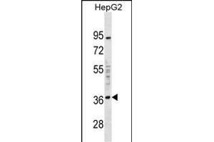 EDA2R Antibody (C-term) (ABIN1536976 and ABIN2849888) western blot analysis in HepG2 cell line lysates (35 μg/lane). (Ectodysplasin A2 Receptor Antikörper  (C-Term))