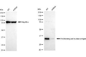 Western blotting analysis using Proliferating cell nuclear antigen antibody (ABIN7799916).