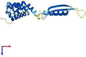 COMM Domain Containing 8 (COMMD8) (AA 1-183) protein (His tag)