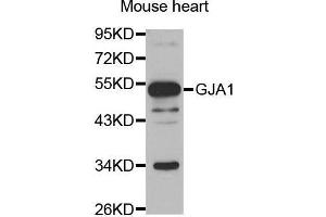 Western Blotting (WB) image for anti-Gap Junction Protein, alpha 1, 43kDa (GJA1) (AA 233-382) antibody (ABIN3023088) (Connexin 43/GJA1 Antikörper  (AA 233-382))