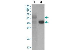Western blot analysis using PAWR monoclonal antibody, clone 3G9H7  against full-length PAWR recombinant protein (1) and HeLa cell lysate (2). (PAWR Antikörper)