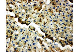 Anti-TJP2 antibody, IHC(P) IHC(P): Mouse Liver Tissue