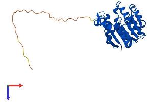 COMTD1 Protein (AA 1-262) (His tag)