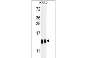 H4-K20 Antibody (N-term) (ABIN651847 and ABIN2840421) western blot analysis in K562 cell line lysates (35 μg/lane). (HIST1H4A Antikörper  (N-Term))