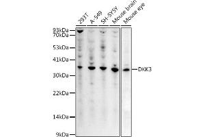 Western blot analysis of extracts of various cell lines, using DKK3 antibody (ABIN3016192, ABIN3016193, ABIN3016194, ABIN1679536 and ABIN6219615) at 1:1000 dilution. (DKK3 Antikörper  (AA 22-350))
