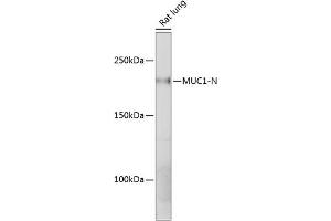 Western blot analysis of extracts of Rat lung, using MUC1 antibody (ABIN7268687) at 1:1000 dilution. (MUC1 Antikörper)