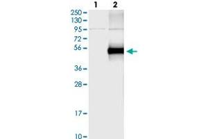 Western blot analysis of Lane 1: Negative control (vector only transfected HEK293T lysate), Lane 2: Over-expression Lysate (Co-expressed with a C-terminal myc-DDK tag (~3. (GFRA3 Antikörper)