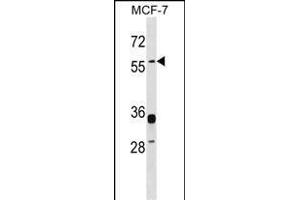 ERVWE1 Antibody (C-term) (ABIN1537404 and ABIN2848686) western blot analysis in MCF-7 cell line lysates (35 μg/lane). (ERVW-1 Antikörper  (C-Term))