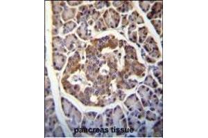 Kallikrein 8(KLK8) Antibody (Center) (ABIN652199 and ABIN2840745) immunohistochemistry analysis in formalin fixed and paraffin embedded human pancreas tissue followed by peroxidase conjugation of the secondary antibody and DAB staining. (Kallikrein 8 Antikörper  (AA 143-172))