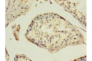 Immunohistochemistry of paraffin-embedded human testis tissue using ABIN7155031 at dilution of 1:100