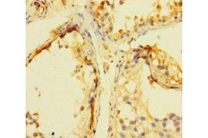 Immunohistochemistry of paraffin-embedded human testis tissue using ABIN7165649 at dilution of 1:100 (INCA1 Antikörper  (AA 1-236))