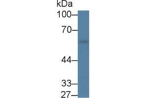 Western blot analysis of Mouse Stomach lysate, using Mouse KLF4 Antibody (1 µg/ml) and HRP-conjugated Goat Anti-Rabbit antibody ( (KLF4 Antikörper  (AA 240-478))