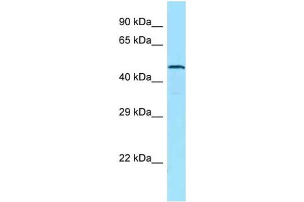 GPR123 Antikörper  (C-Term)