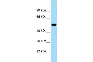 WB Suggested Anti-5033411D12Rik Antibody Titration: 1. (SUGCT Antikörper  (C-Term))
