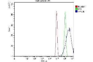 Flow Cytometry analysis of PC-3 cells using anti-VPS36 antibody (ABIN7599339).