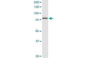 PFKP MaxPab polyclonal antibody. (PFKP Antikörper  (AA 1-784))