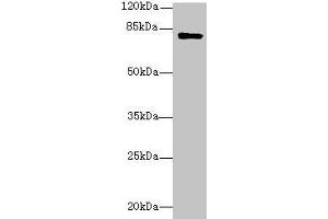 Western blot All lanes: LMF2 antibody at 6 μg/mL + Mouse kidney tissue Secondary Goat polyclonal to rabbit IgG at 1/10000 dilution Predicted band size: 80, 77, 68 kDa Observed band size: 80 kDa (LMF2 Antikörper  (AA 432-636))