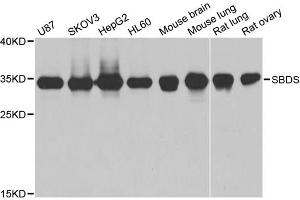 Western blot analysis of extracts of various cell lines, using SBDS antibody.