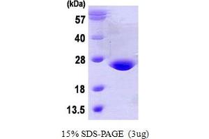 SDS-PAGE (SDS) image for Glutathione Peroxidase 7 (GPX7) (AA 20-187) protein (His tag) (ABIN667662) (Glutathione Peroxidase 7 Protein (GPX7) (AA 20-187) (His tag))