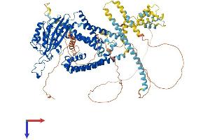PKD2 Protein (AA 1-968) (His tag)