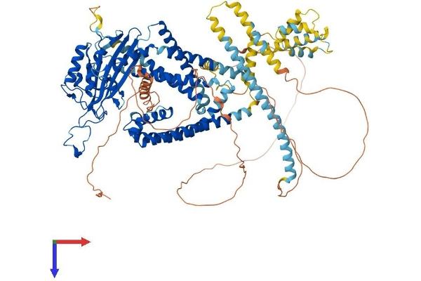 PKD2 Protein (AA 1-968) (His tag)