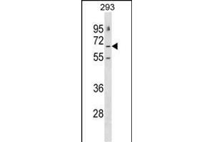 GABRE Antibody (N-term) (ABIN1539525 and ABIN2848745) western blot analysis in 293 cell line lysates (35 μg/lane).