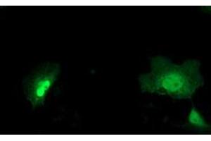 Immunofluorescence (IF) image for anti-Sialidase 2 (Cytosolic Sialidase) (NEU2) antibody (ABIN1499693) (NEU2 Antikörper)