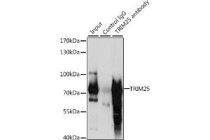 Immunoprecipitation (IP) image for anti-Tripartite Motif Containing 25 (TRIM25) (AA 100-400) antibody (ABIN6149513)