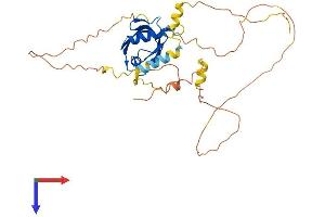 MAGI Family Member, X-Linked (MAGIX) (AA 1-324) protein (His tag)