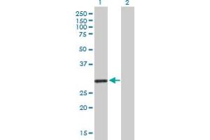Western Blot analysis of KCNRG expression in transfected 293T cell line by KCNRG MaxPab polyclonal antibody.