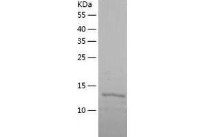 Fibroblast Growth Factor 2 (Basic) (FGF2) (AA 10-154) (Active) protein (His tag)