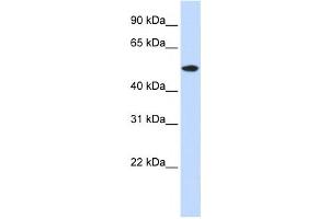 Western Blotting (WB) image for anti-RasGEF Domain Family, Member 1A (RASGEF1A) antibody (ABIN2459914) (RASGEF1A Antikörper)