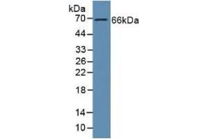 Western blot analysis of Human Liver Tissue. (GAS6 Antikörper  (AA 136-311))