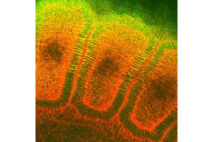 Immunohistochemistry analysis using Mouse Anti-Hsp27 Monoclonal Antibody, Clone 8A7 . (HSP27 Antikörper  (Atto 488))
