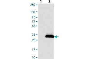Western blot analysis of Lane 1: Negative control (vector only transfected HEK293T lysate). (KCTD14 Antikörper)