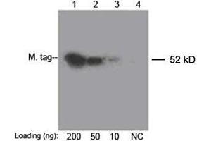 Lane 1-3: 200 ng, 50 ng, 10 ng Multiple Tag Cell Lysate (ABIN1536505) Lane 4: Negative ControlDetect antibody: 0. (c-MYC Antikörper  (Biotin))
