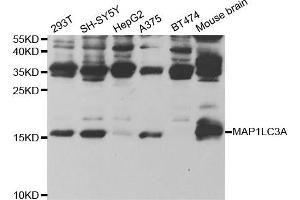 Western Blotting (WB) image for anti-Microtubule-Associated Protein 1 Light Chain 3 alpha (MAP1LC3A) antibody (ABIN1876819) (MAP1LC3A Antikörper)