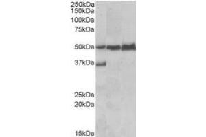 Antibody (0. (LSP1 Antikörper  (C-Term))