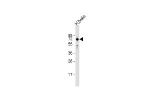 Anti-IGSF8 Antibody (Center) at 1:1000 dilution + human brain lysate Lysates/proteins at 20 μg per lane. (IGSF8 Antikörper  (AA 226-254))
