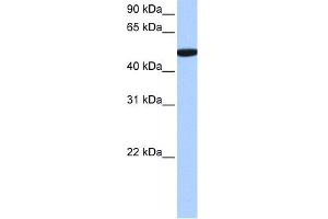 WB Suggested Anti-C1orf55 Antibody Titration: 0.