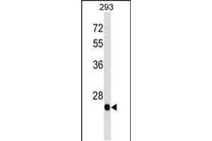 Western blot analysis in 293 cell line lysates (35ug/lane). (BTG4 Antikörper  (C-Term))
