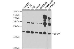 Western blot analysis of extracts of various cell lines, using EIF1AY antibody (ABIN6131913, ABIN6140019, ABIN6140020 and ABIN6220569) at 1:1000 dilution. (EIF1AY Antikörper  (AA 1-144))