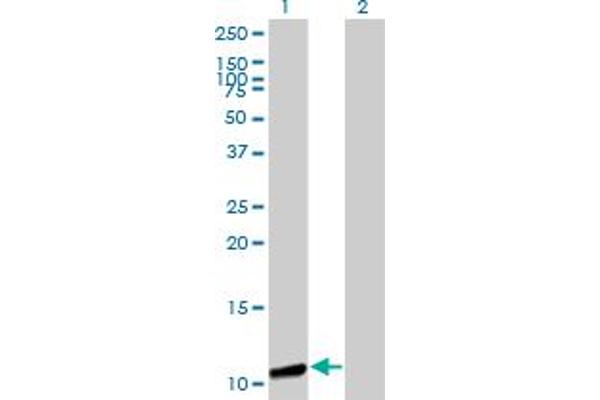 GTF2A2 anticorps  (AA 1-109)