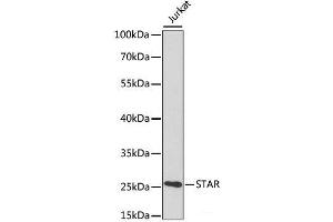 Western blot analysis of extracts of various cell lines using STAR Polyclonal Antibody at dilution of 1:1000. (STAR Antikörper)