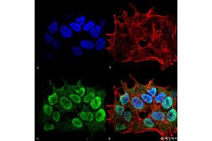 Immunocytochemistry/Immunofluorescence analysis using Mouse Anti-SHANK1/SHANK3 Monoclonal Antibody, Clone S367-51 . (SHANK3 Antikörper  (AA 538-626) (Atto 594))