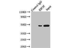 Immunoprecipitating EIF3F in Jurkat whole cell lysate Lane 1: Rabbit control IgG instead of (1 μg) instead of ABIN7152155 in Jurkat whole cell lysate. (EIF3F Antikörper  (AA 88-357))