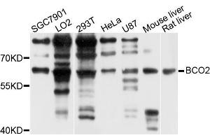 Western blot analysis of extracts of various cell lines, using BCO2 antibody (ABIN5972911) at 1/1000 dilution.