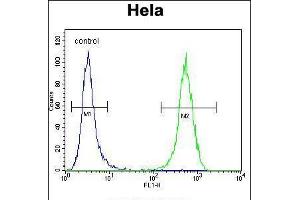 Flow cytometric analysis of Hela cells (right histogram) compared to a negative control cell (left histogram). (WFDC1 Antikörper  (C-Term))